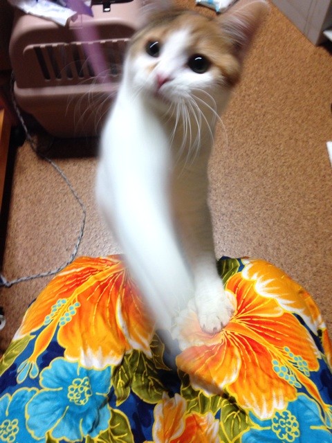 f:id:violet-cat:20140729213200j:plain f:id:violet-cat:20140729213200j:plain