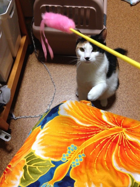 f:id:violet-cat:20140729213221j:plain f:id:violet-cat:20140729213221j:plain