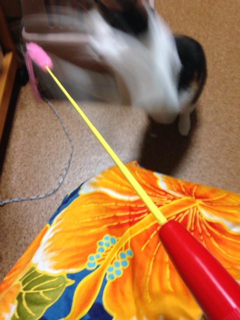 f:id:violet-cat:20140729213236j:plain f:id:violet-cat:20140729213236j:plain