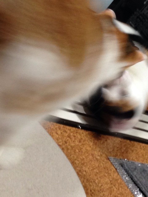 f:id:violet-cat:20140729213530j:plain f:id:violet-cat:20140729213530j:plain