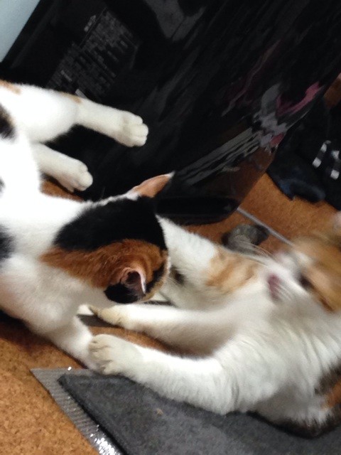 f:id:violet-cat:20140729213550j:plain f:id:violet-cat:20140729213550j:plain