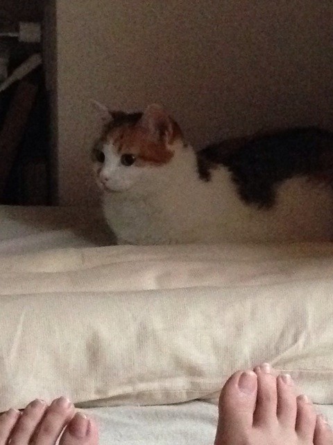 f:id:violet-cat:20140804202933j:plain f:id:violet-cat:20140804202933j:plain