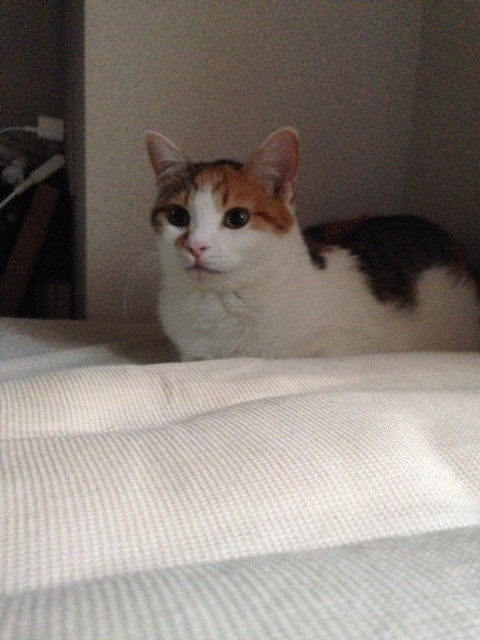 f:id:violet-cat:20140804203000j:plain f:id:violet-cat:20140804203000j:plain