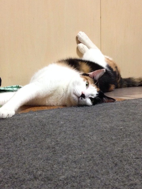 f:id:violet-cat:20140804203028j:plain f:id:violet-cat:20140804203028j:plain