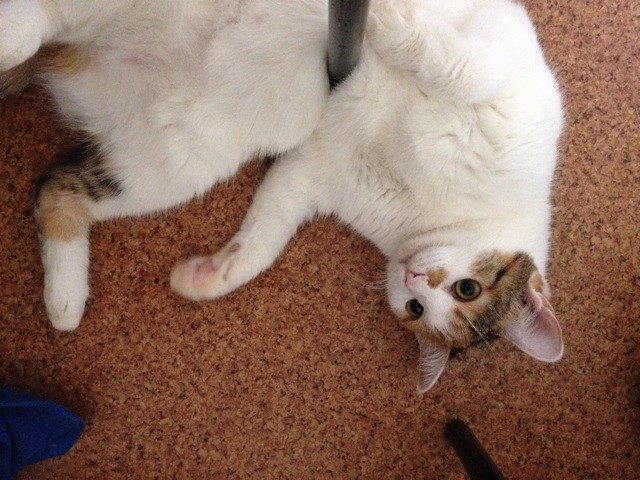 f:id:violet-cat:20140804203130j:plain f:id:violet-cat:20140804203130j:plain