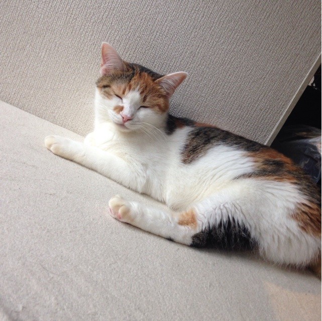 f:id:violet-cat:20140818000235j:plain f:id:violet-cat:20140818000235j:plain