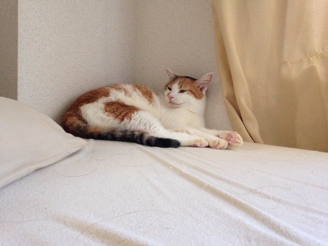 f:id:violet-cat:20140818000354j:plain f:id:violet-cat:20140818000354j:plain