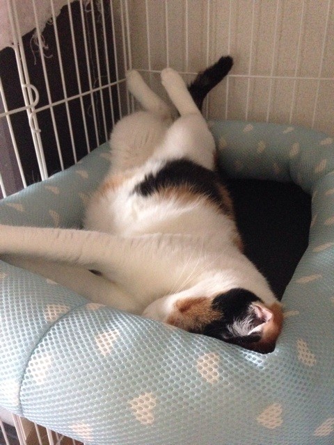 f:id:violet-cat:20140818000435j:plain f:id:violet-cat:20140818000435j:plain