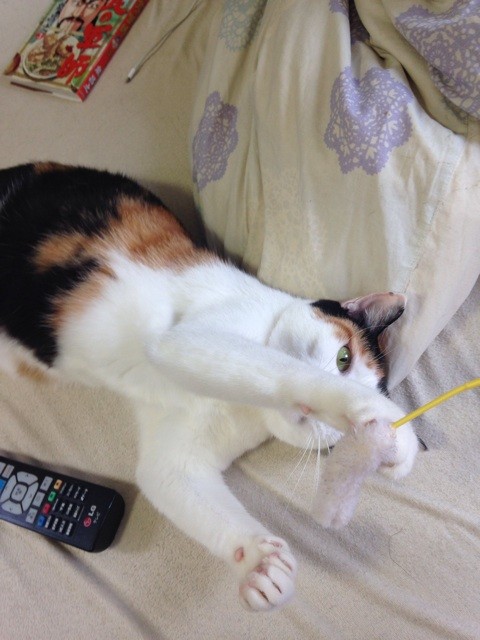 f:id:violet-cat:20140818000631j:plain f:id:violet-cat:20140818000631j:plain