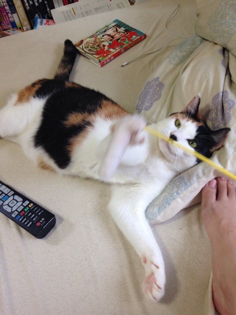 f:id:violet-cat:20140818000709j:plain f:id:violet-cat:20140818000709j:plain