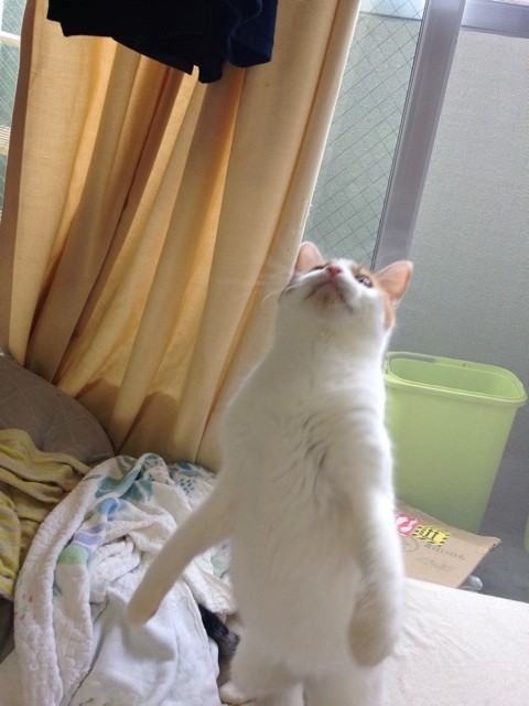 f:id:violet-cat:20140818000749j:plain f:id:violet-cat:20140818000749j:plain