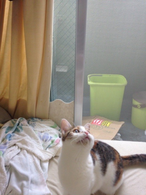 f:id:violet-cat:20140818000835j:plain f:id:violet-cat:20140818000835j:plain
