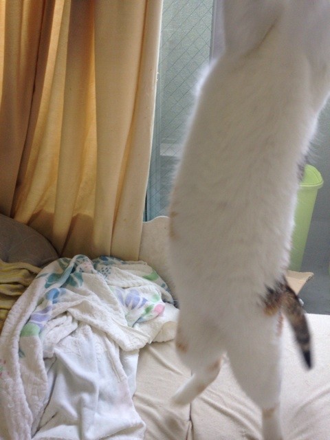 f:id:violet-cat:20140818000851j:plain f:id:violet-cat:20140818000851j:plain