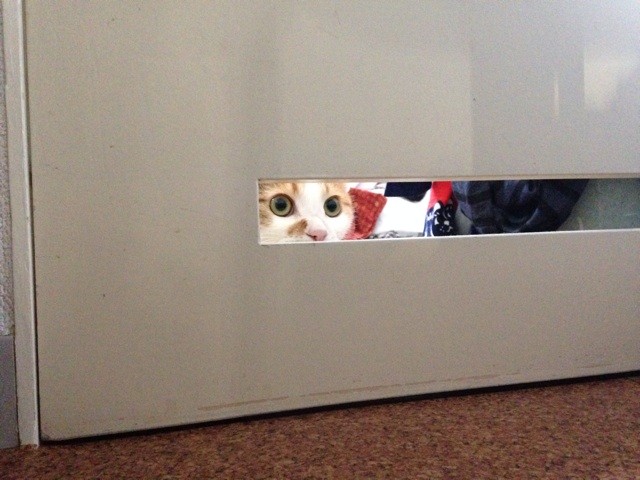f:id:violet-cat:20140818000935j:plain f:id:violet-cat:20140818000935j:plain
