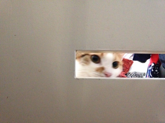 f:id:violet-cat:20140818001036j:plain f:id:violet-cat:20140818001036j:plain