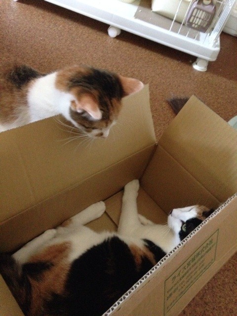 f:id:violet-cat:20140825194559j:plain f:id:violet-cat:20140825194559j:plain