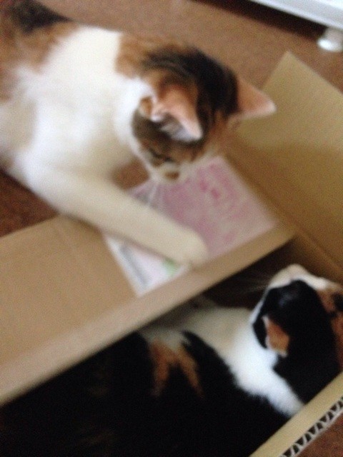 f:id:violet-cat:20140825194629j:plain f:id:violet-cat:20140825194629j:plain