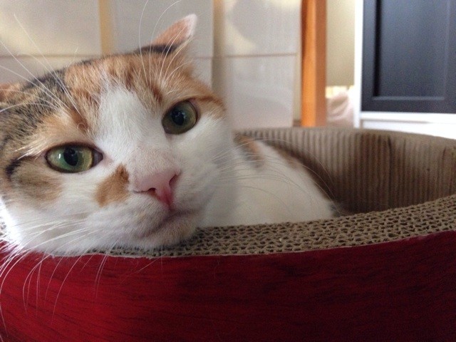 f:id:violet-cat:20140825215801j:plain f:id:violet-cat:20140825215801j:plain