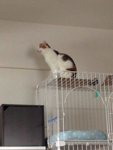 f:id:violet-cat:20140825215854j:plain f:id:violet-cat:20140825215854j:plain