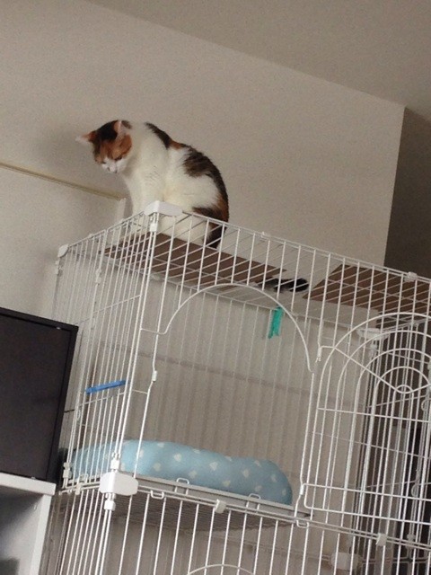 f:id:violet-cat:20140825215934j:plain f:id:violet-cat:20140825215934j:plain