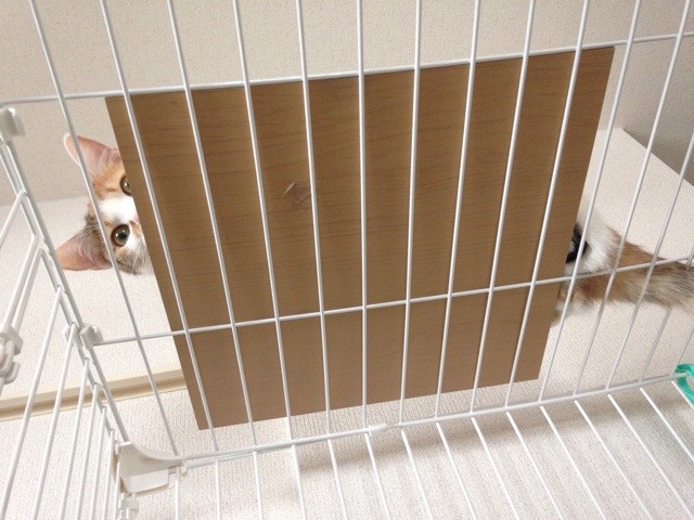 f:id:violet-cat:20140825220000j:plain f:id:violet-cat:20140825220000j:plain