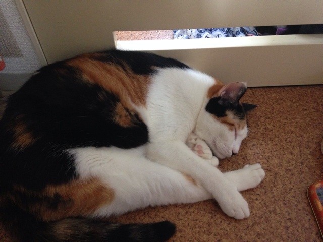 f:id:violet-cat:20140825220137j:plain f:id:violet-cat:20140825220137j:plain