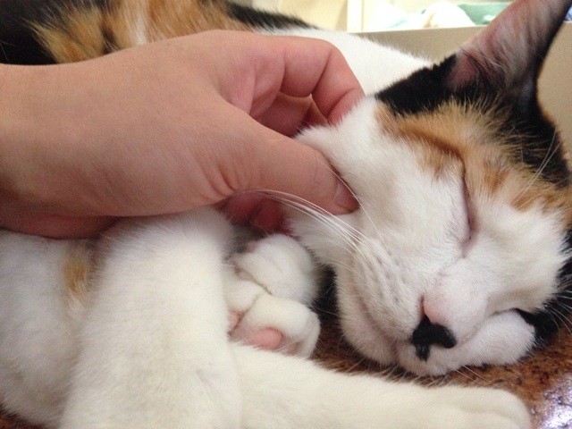 f:id:violet-cat:20140825220201j:plain f:id:violet-cat:20140825220201j:plain
