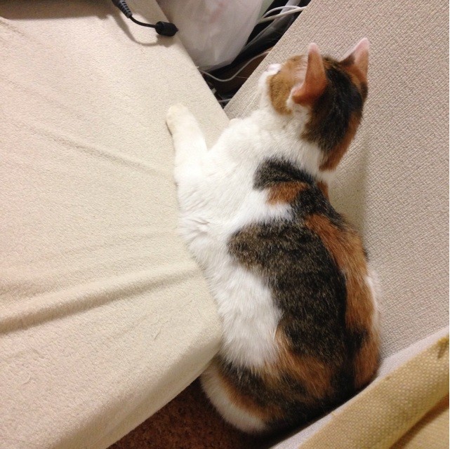 f:id:violet-cat:20140825220236j:plain f:id:violet-cat:20140825220236j:plain