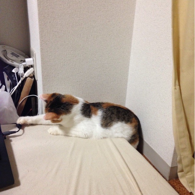 f:id:violet-cat:20140825220315j:plain f:id:violet-cat:20140825220315j:plain