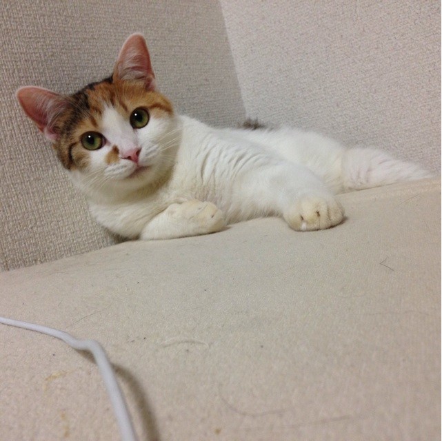 f:id:violet-cat:20140825220427j:plain f:id:violet-cat:20140825220427j:plain