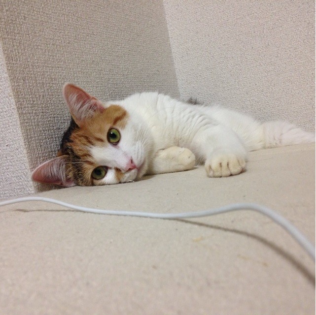 f:id:violet-cat:20140825220443j:plain f:id:violet-cat:20140825220443j:plain