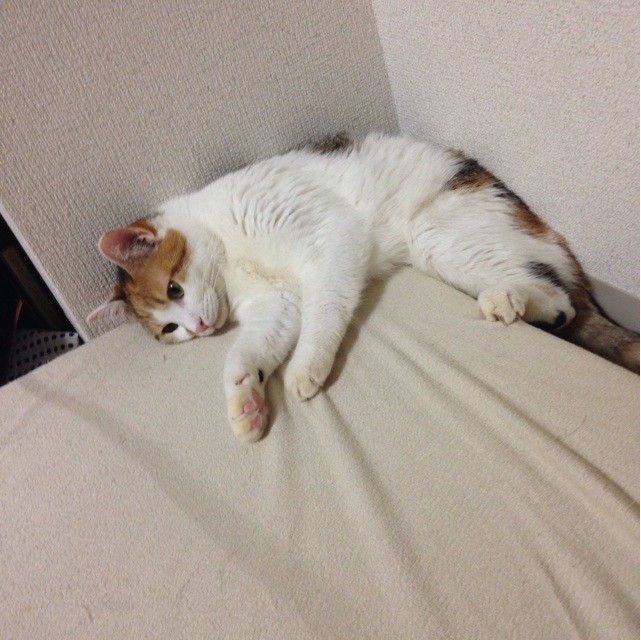 f:id:violet-cat:20140825220505j:plain f:id:violet-cat:20140825220505j:plain