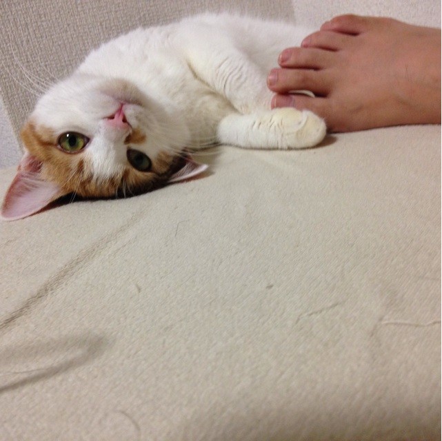 f:id:violet-cat:20140825220524j:plain f:id:violet-cat:20140825220524j:plain