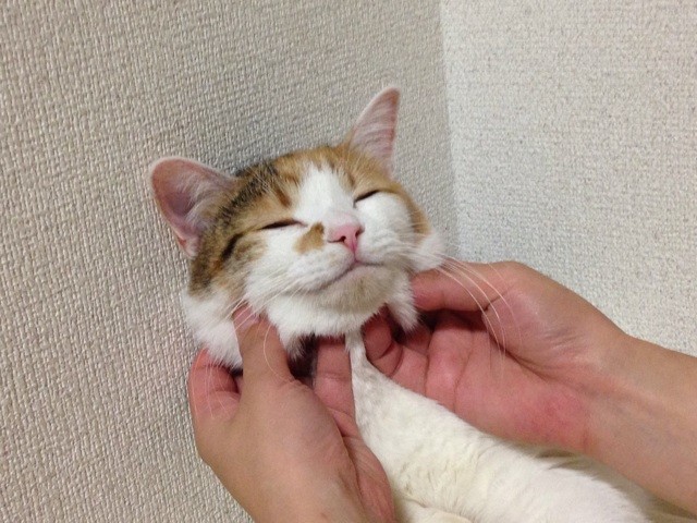 f:id:violet-cat:20140825220609j:plain f:id:violet-cat:20140825220609j:plain