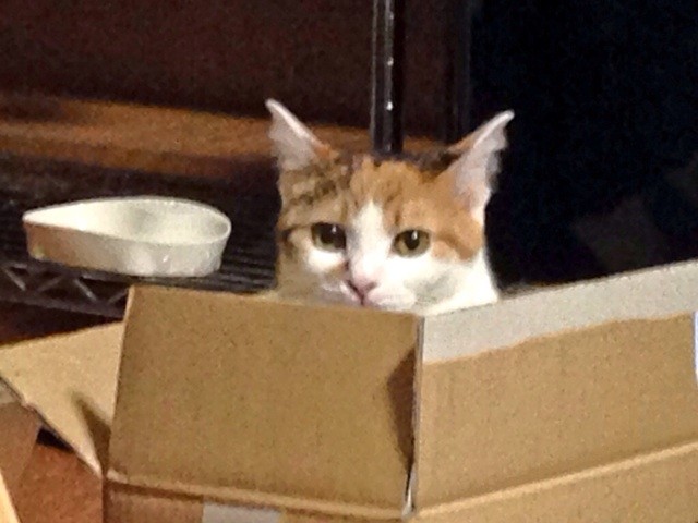f:id:violet-cat:20140831202307j:plain f:id:violet-cat:20140831202307j:plain