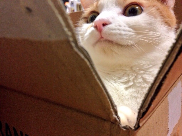 f:id:violet-cat:20140831202420j:plain f:id:violet-cat:20140831202420j:plain