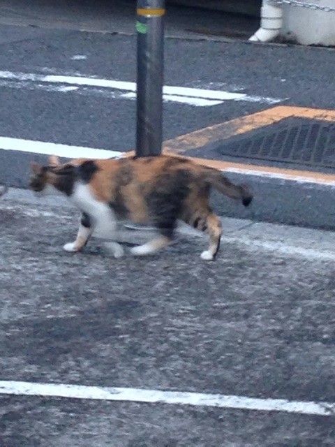 f:id:violet-cat:20140831202709j:plain f:id:violet-cat:20140831202709j:plain