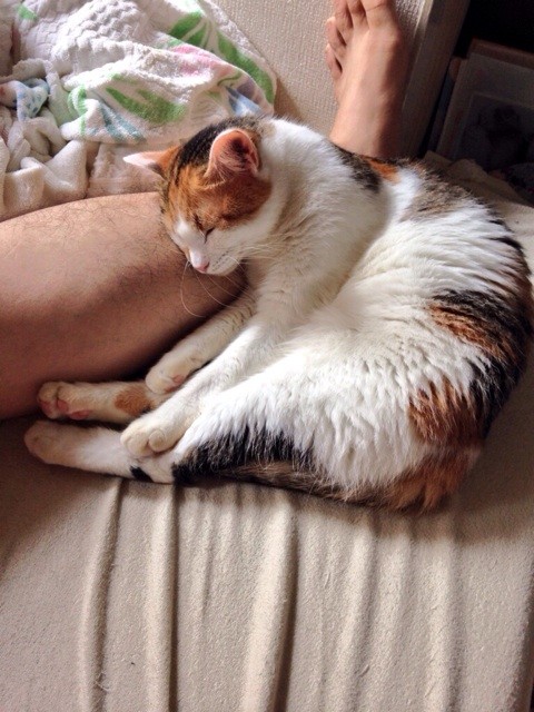 f:id:violet-cat:20140831202732j:plain f:id:violet-cat:20140831202732j:plain