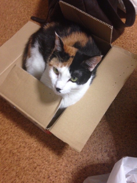 f:id:violet-cat:20140903210956j:plain f:id:violet-cat:20140903210956j:plain