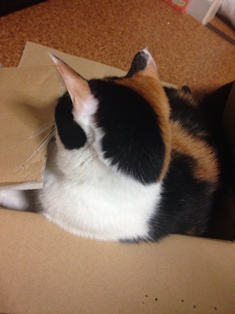 f:id:violet-cat:20140903211015j:plain f:id:violet-cat:20140903211015j:plain