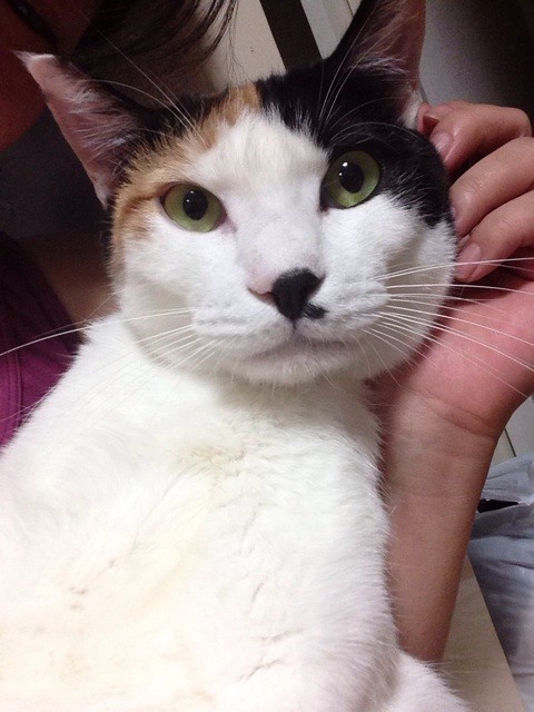 f:id:violet-cat:20140903211149j:plain f:id:violet-cat:20140903211149j:plain