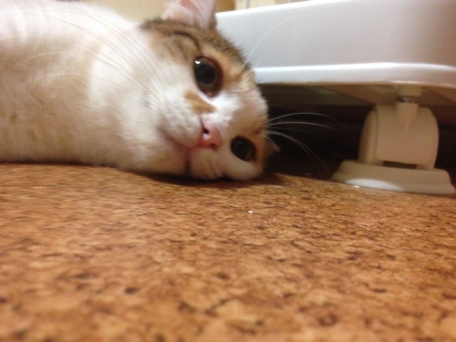 f:id:violet-cat:20140918215511j:plain f:id:violet-cat:20140918215511j:plain
