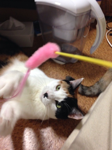 f:id:violet-cat:20140918215639j:plain f:id:violet-cat:20140918215639j:plain