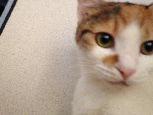 f:id:violet-cat:20140918215900j:plain f:id:violet-cat:20140918215900j:plain