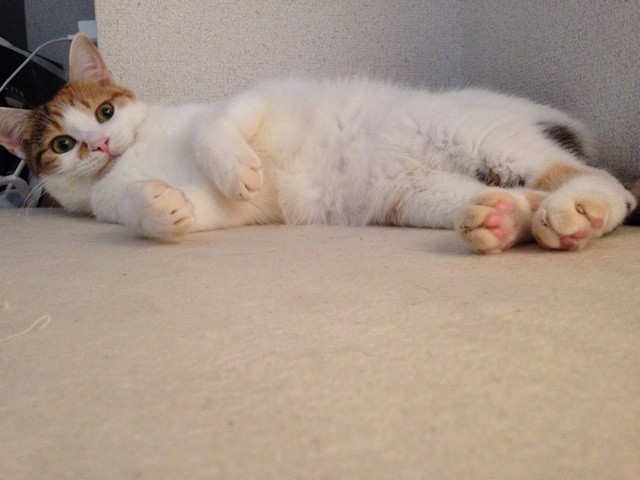f:id:violet-cat:20140918215915j:plain f:id:violet-cat:20140918215915j:plain