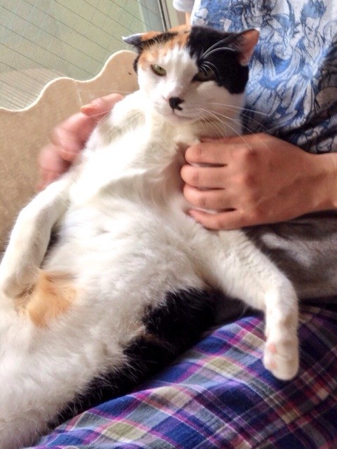 f:id:violet-cat:20140918220028j:plain f:id:violet-cat:20140918220028j:plain