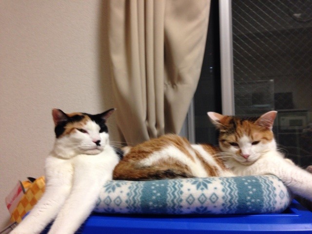 f:id:violet-cat:20140918220637j:plain f:id:violet-cat:20140918220637j:plain