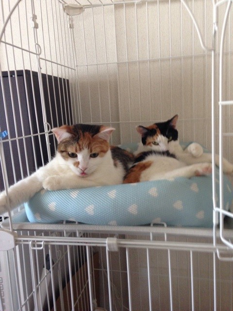 f:id:violet-cat:20140918220928j:plain f:id:violet-cat:20140918220928j:plain