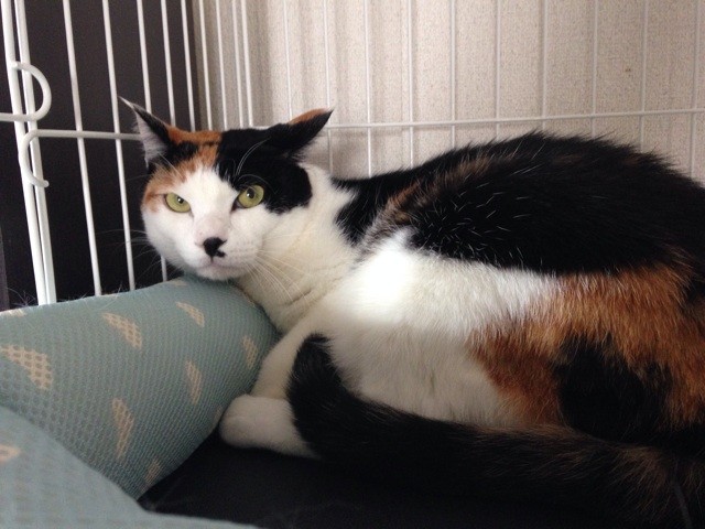 f:id:violet-cat:20140924010714j:plain f:id:violet-cat:20140924010714j:plain