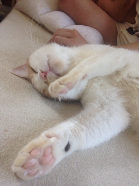 f:id:violet-cat:20140924011213j:plain f:id:violet-cat:20140924011213j:plain